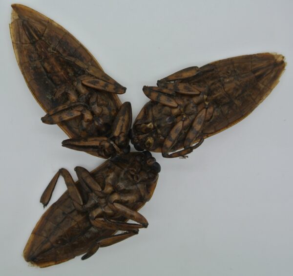 3 Giant Waterbugs (7g; dehydrated) - Image 3