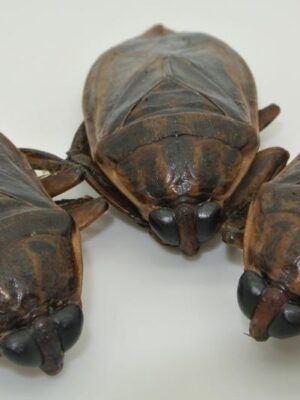 3 Giant Waterbugs (7g; dehydrated)