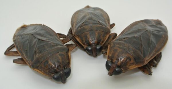 3 Giant Waterbugs (7g; dehydrated) - Image 2