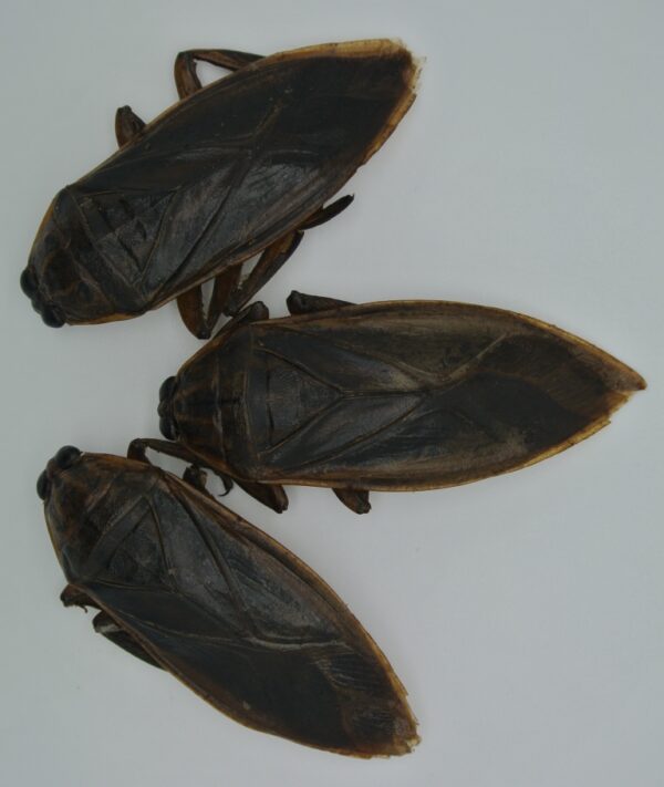 3 Giant Waterbugs (7g; dehydrated) - Image 4
